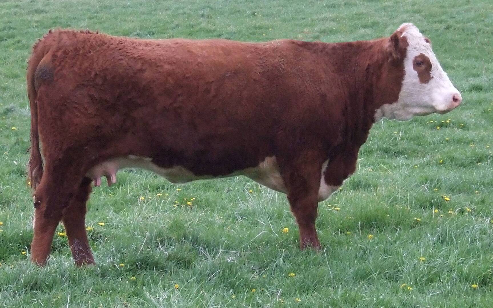 Cow Herd | Lenth Herefords